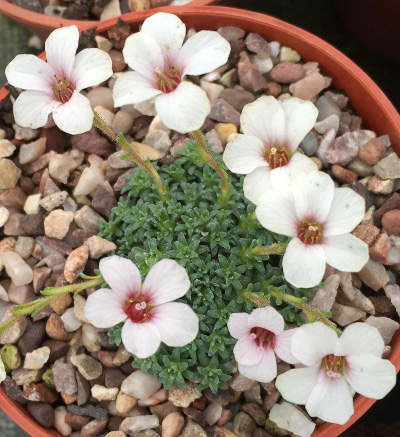 Saxifraga 'Allendale Accord'